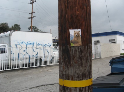 bear photograph on a telephone pole