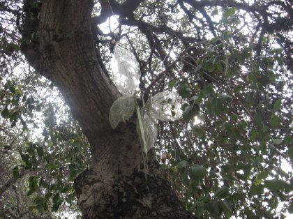 fairy wings up in a tree