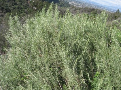 coastal sagebrush (artemisia californica)