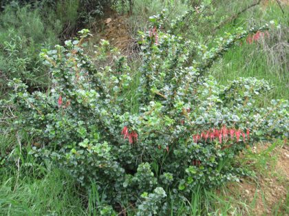 fuchsia flowered gooseberry (ribes speciosum)