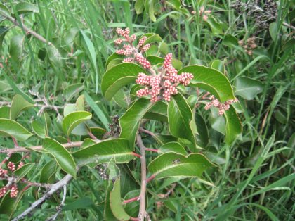 sugar bush flowers (rhus ovata)