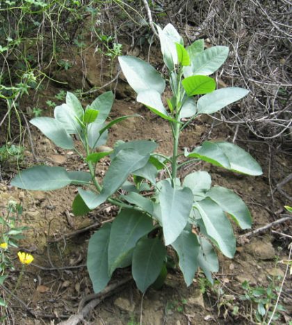 young tree tobacco plant